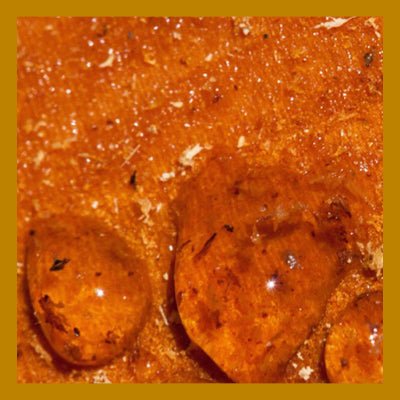 Le Rendez-vous des Parfums : Bois d'Oud Santal - La Belle Mèche