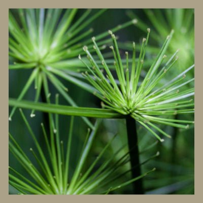 Le Rendez-vous des Parfums : Encens Papyrus - La Belle Mèche