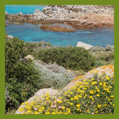 Le Rendez-Vous des Parfums : Maquis Sauvage - La Belle Mèche