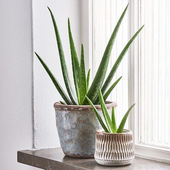 Quelles plantes adopter quand on n'a pas la main verte ? - La Belle Mèche